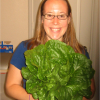 lettuce