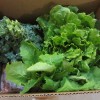 our CSA box this week